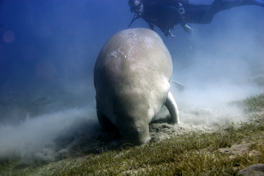 Dugong